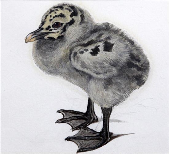 Jemima Blackburn (1823-1909) Young gull, 6.25 x 7in.